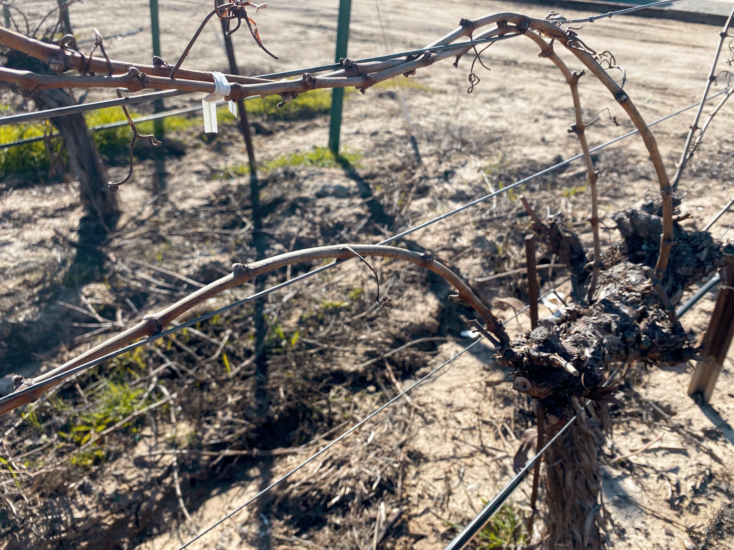 Tied spurs of a grape vine at Cass Winery in Paso Robles, California showing winter pruning